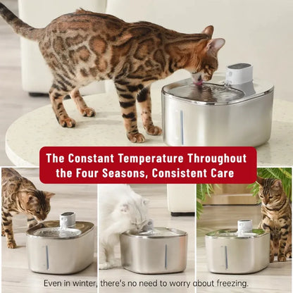 No Wires, Just Pure Hydration: Fresh, Perfectly Tempered Water for Your Pet!